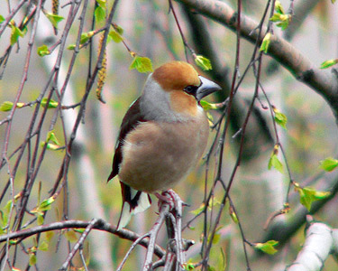 appelvink