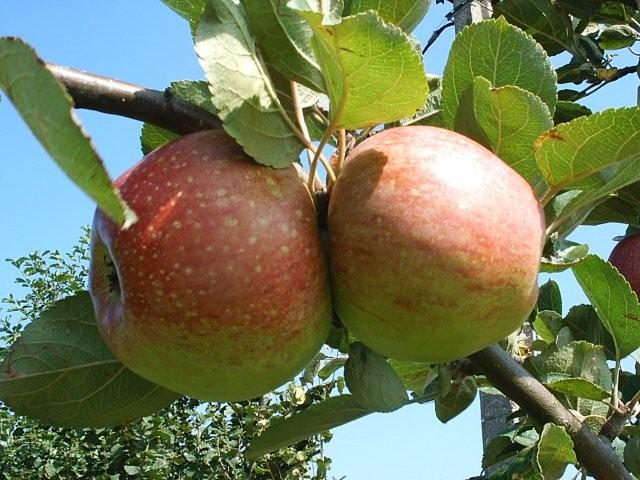 vlaamse bellefleur