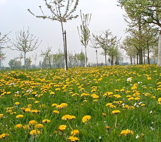 een deken van paardebloemen