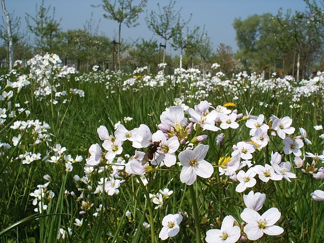 hoogstamboomgaard in april