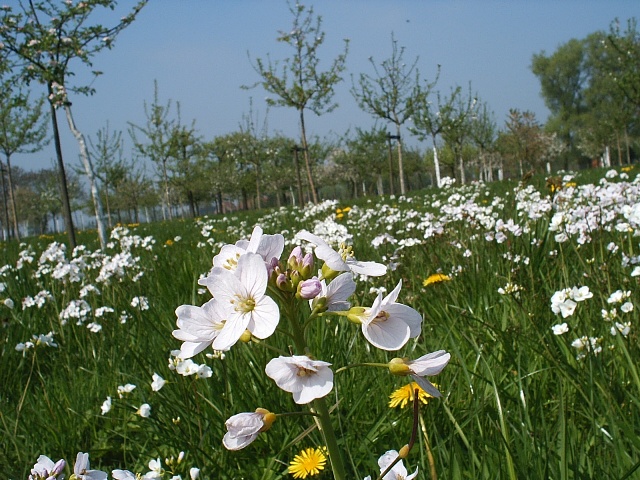 hoogstamboomgaard paradijs voor fauna en flora