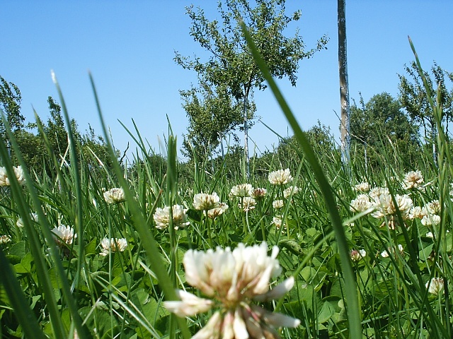 juni klavermaand