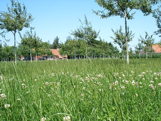 boomgaard in juni