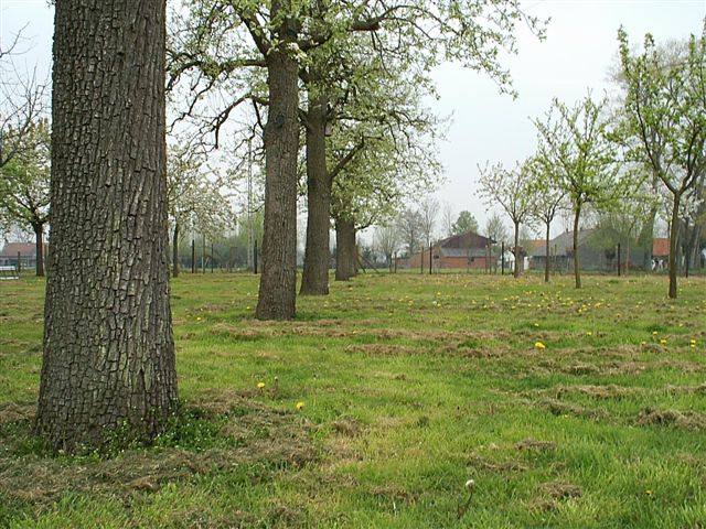 oude boomgaard