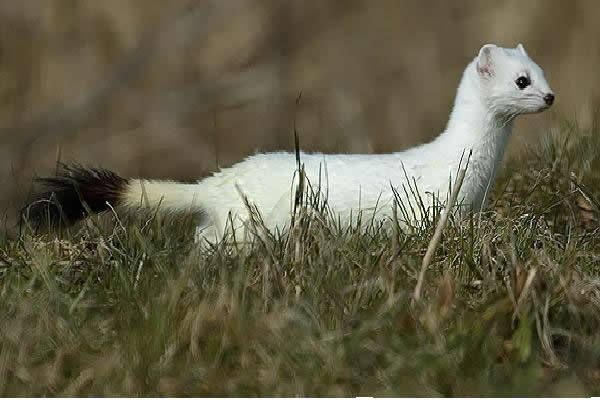 hermelijn in wintervacht