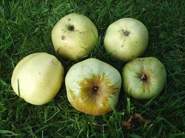 kattekop