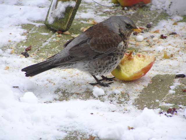 kramsvogel