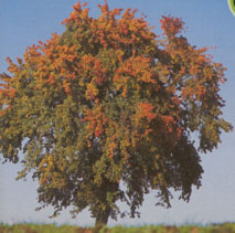 Wilde Peer in herfsttooi