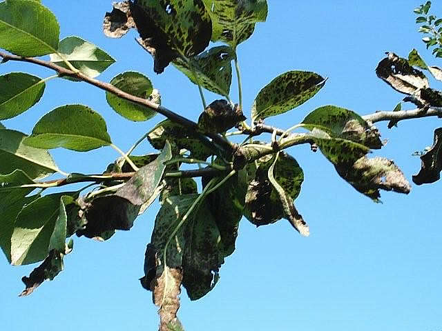 perenschurft op blad