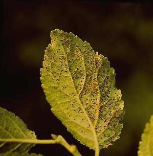 aantasting pruimenblad